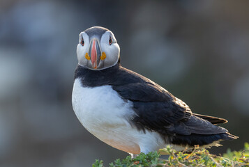 Atlantic puffin