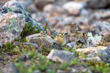 Cute small Rock ptarmigan chicks, Lagopus muta waking up and streching early in the morning in Finnish wilderness