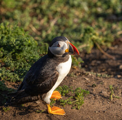 Atlantic puffin