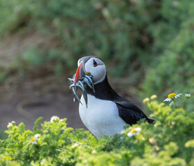 Atlantic puffin with sand eel catch