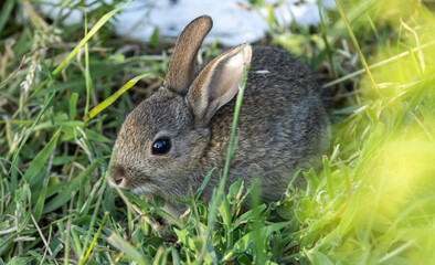 Baby Rabbit