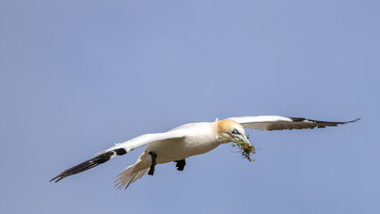 Northern Gannet