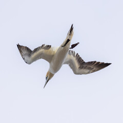 Northern Gannet
