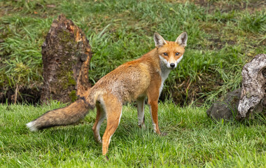 Red fox, vixen