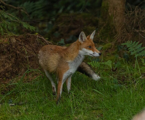 Red fox, vixen
