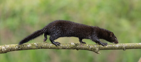 American mink