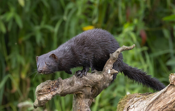 American mink