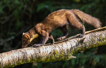 Pine marten