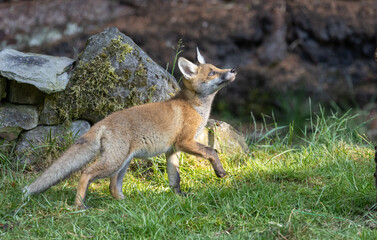 Red fox cub