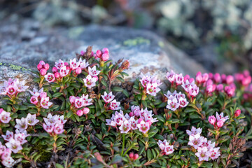 Beautiful small pink flowers of the alpine azalea, Kalmia procumbens, blooming in Finnish nature during early summer in Northern Finland - 627200323