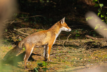 Red fox - vixen