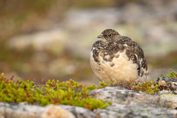 Beautiful bird of northern regions, Rock ptarmigan, Lagopus muta standing and resting calmly on a stony ground in Northern Finland, Europe