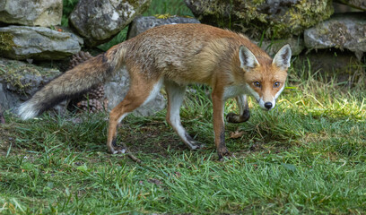 Fototapeta premium Red fox - vixen