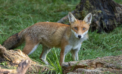 Naklejka na ściany i meble Red fox - vixen