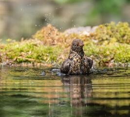 Blackbird, female bathing