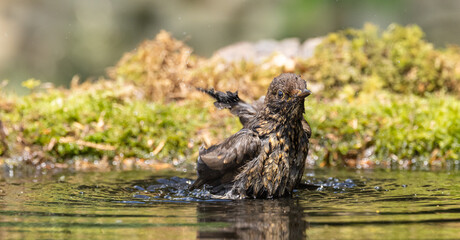 Blackbird, female bathing