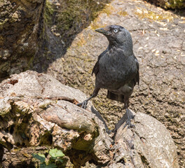 Jackdaw