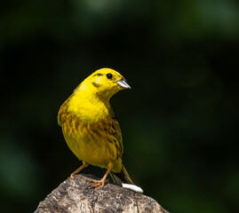 Yellowhammer