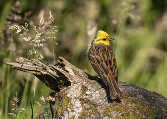 Yellowhammer