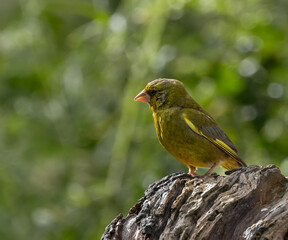 Greenfinch - adult