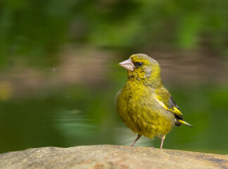 Greenfinch - adult