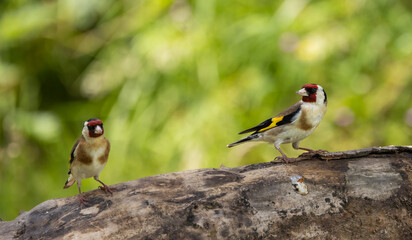 Goldfinch