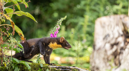 Pine marten