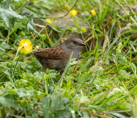 Dunnock