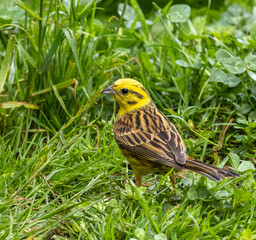 Yellowhammer