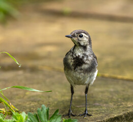 White wagtail
