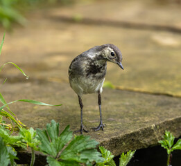 White wagtail