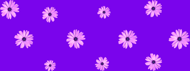 Floral pattern of pink African daisy flowers on purple header design. Top view of flat lay daisies.