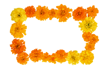 Marigold flowers isolated on a white background ,frame. Card for day of the dead. postcard mockup, Dia de los Muertos. Flat lay, copy space.
