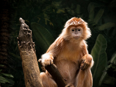 Zoo East Javan langur monkey portrait