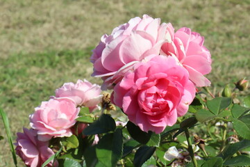 Beautiful, natural, pink roses on a green bush in the garden in summer on a clear day
