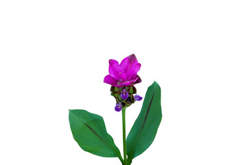 Close-up of Siam Tulip flower isolated on png file at transparent background.