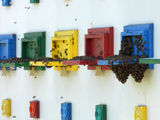 colorful bee hives with flying honey bees