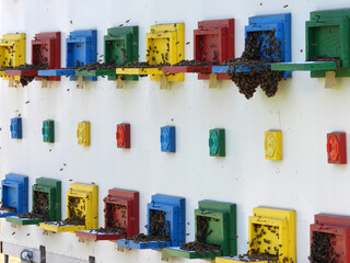 colorful bee hives with flying honey bees