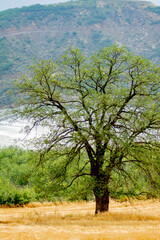 Lonely tree in the field. big green tree