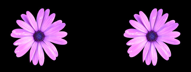 Purple color African daisy flowers isolated on black background header or web banner design.
