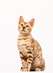 cat on a white background, Bengal