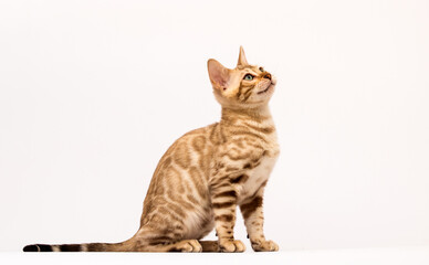 cat sits sideways on a white background, Bengal