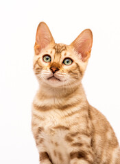 muzzle bengal cat on a white background