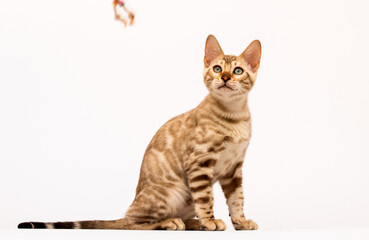 bengal cat on white background