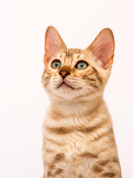 bengal cat muzzle on white background