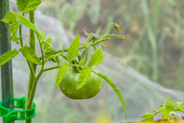 seedlings of tomatoes