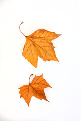 Beautiful Autumn leaves isolated on plain white