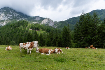 Fototapeta na wymiar Rinder auf der Weide im Alpenpark Karwendel.