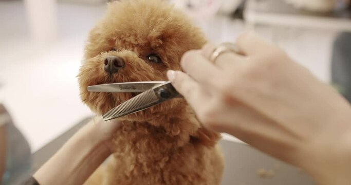 Groomer combs hair of small cute puppy poodle. Woman doing hairstyle pet hairdresser. grooming salon. The amusing canine sat calmly at the grooming salon or veterinary clinic.