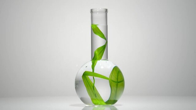 Slow motion shot of a boiling flask containing samples of fresh seaweed leaves and transparent liquid on a white background. Blank space for design and copy space